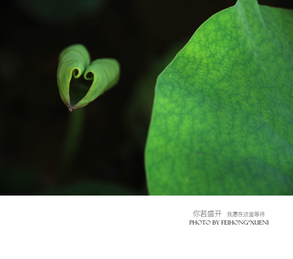 【攝影】你若盛開(kāi) 我愿在這里等待