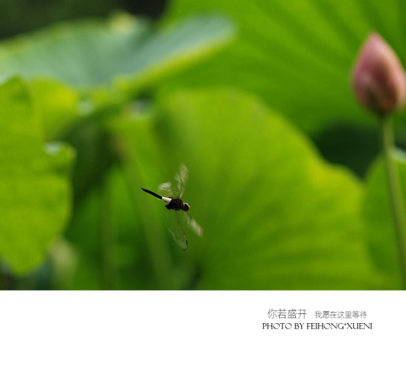 【攝影】你若盛開(kāi) 我愿在這里等待